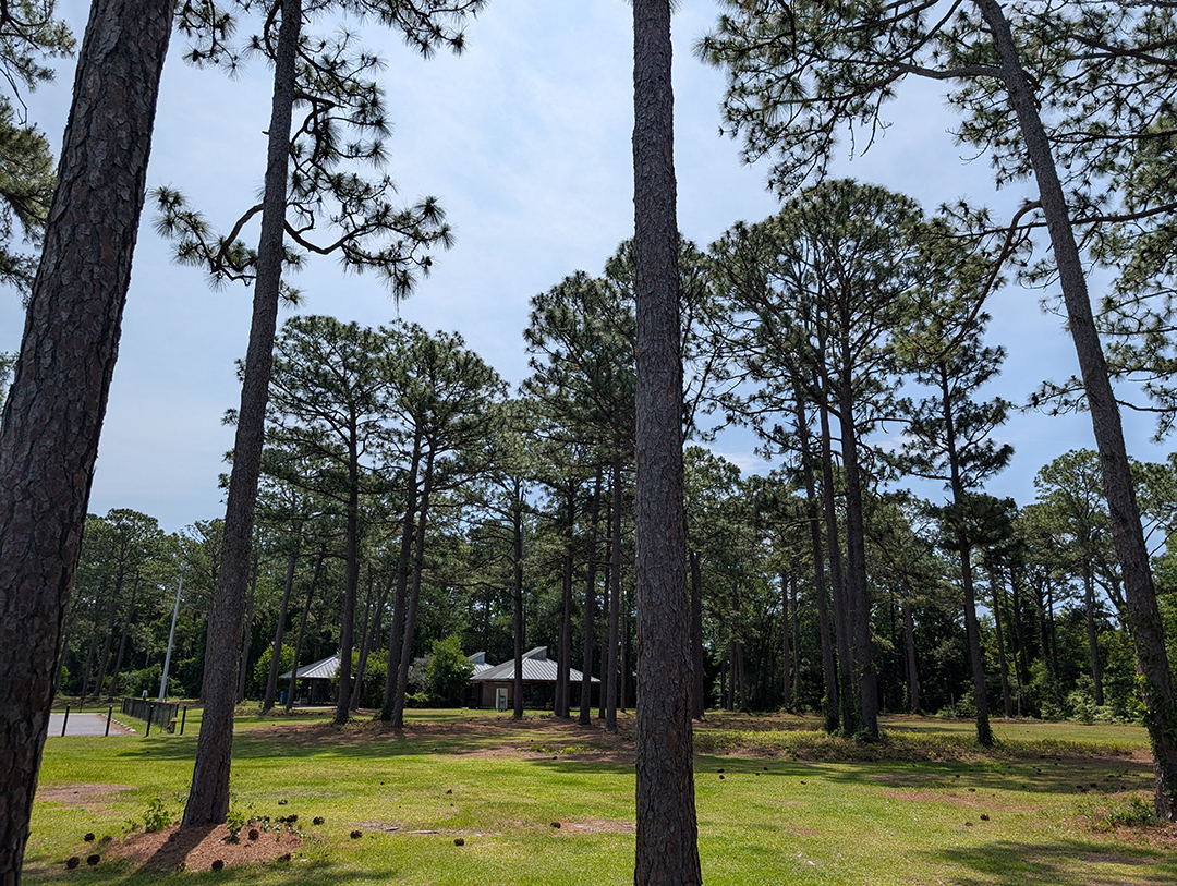 Trees and green space in Empie Park